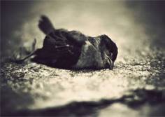 dead bird, faded